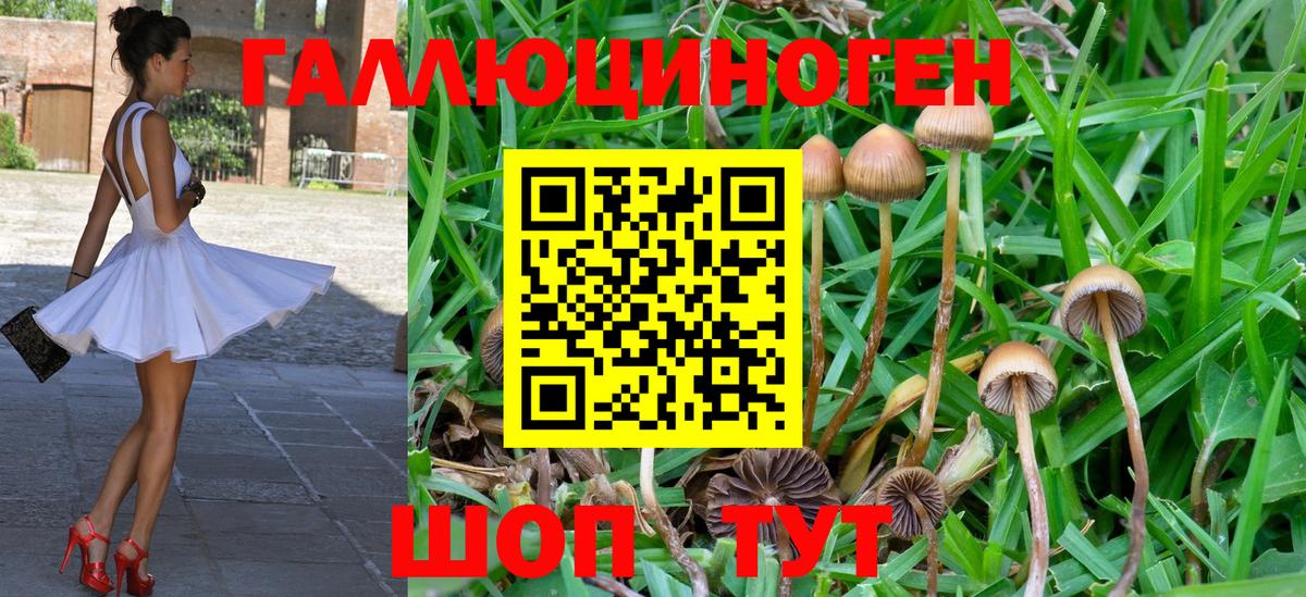 Псилоцибиновые грибы Psilocybine cubensis Нижний Тагил